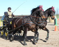 Die Zweispännerkonkurrenz der Pferde gewann in Sternfeld Holger Kühl mit Landbaron und Dambar. Foto: Wego